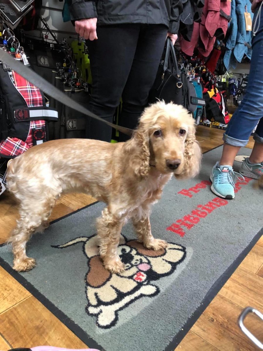 LakesTravel's tweet photo. This gorgeous lady has been found near the Bell Close Car Park in Keswick. She’s at the Tourist Information Centre (Moot Hall) if you hear of anyone looking for their dog. https://t.co/vqUV6cDBvY