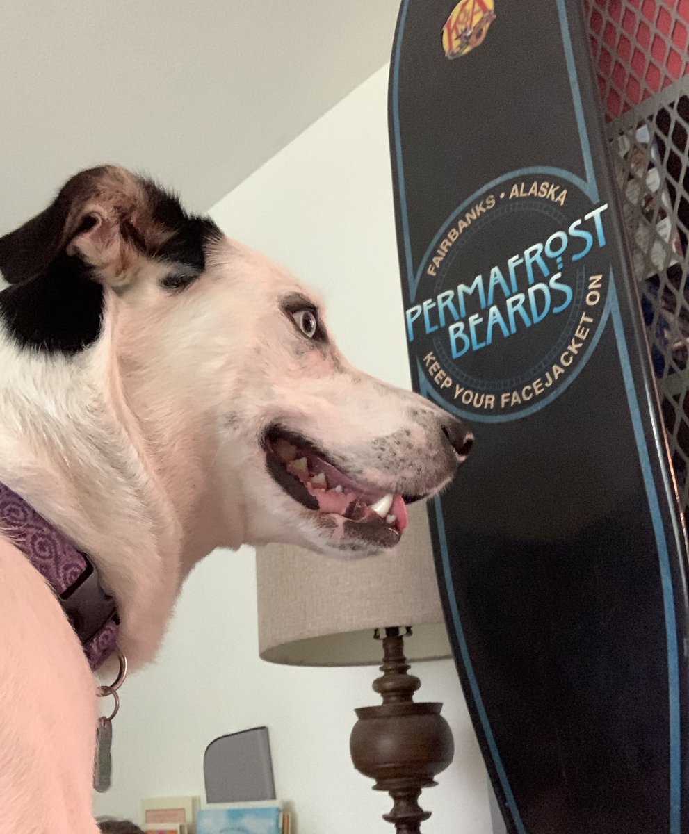 PermafrostBeard's tweet photo. I think she wants to do something? Not sure what though?
#pullingdog #bellethehuskymix #kotalongboards #Fairbanks #Alaska https://t.co/3fzfodm2L3