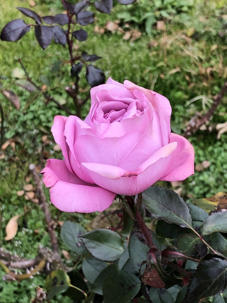 植木久夫 19 12 07の神代植物公園の薔薇の ブルー リバー Blue River 1984年ドイツ産 神代植物公園 薔薇 バラ 花 Parksjindai Rose Roses Flower Flowers