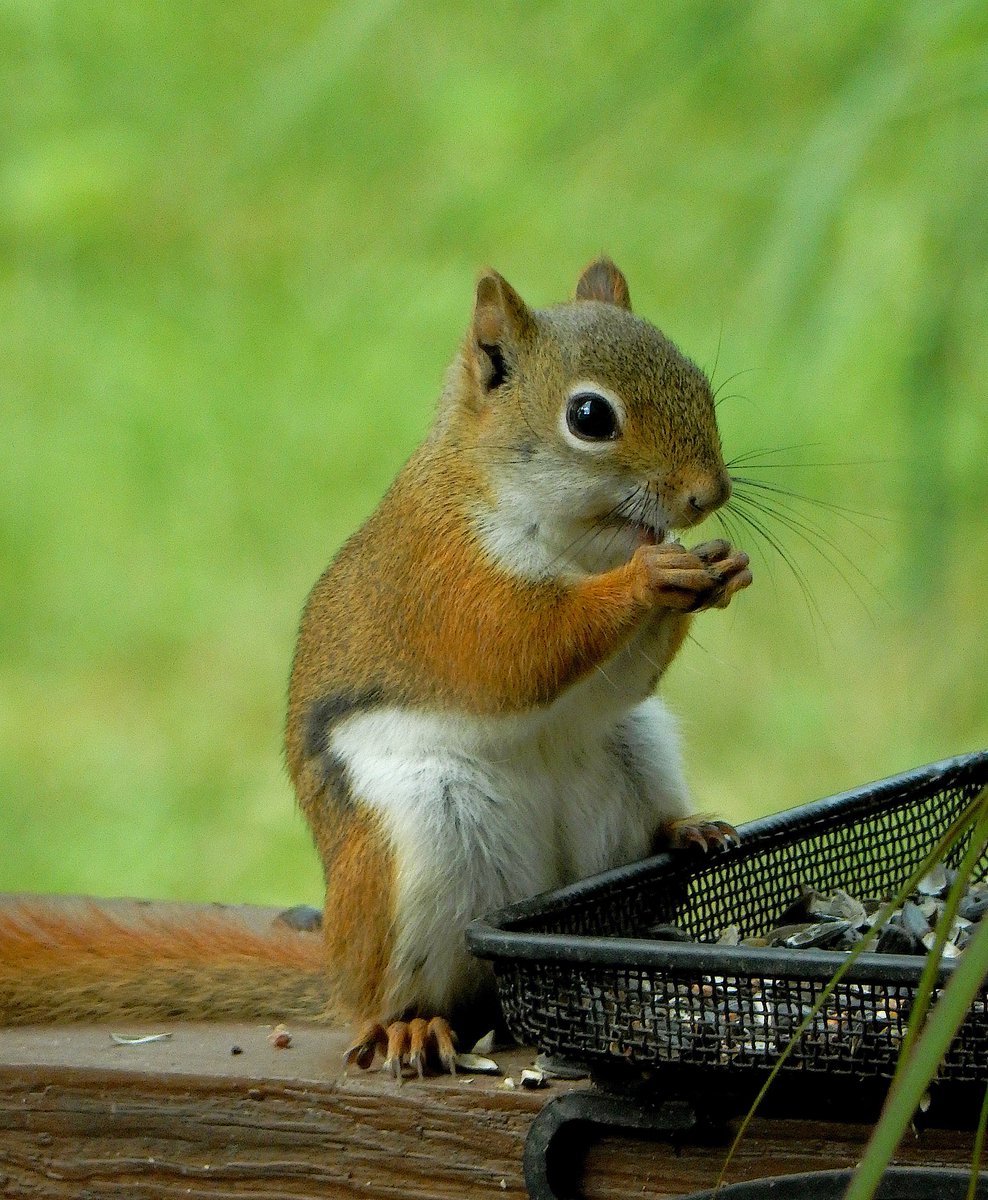 mardays1's tweet photo. Red Squirrel https://t.co/BaYqdEBJ1q