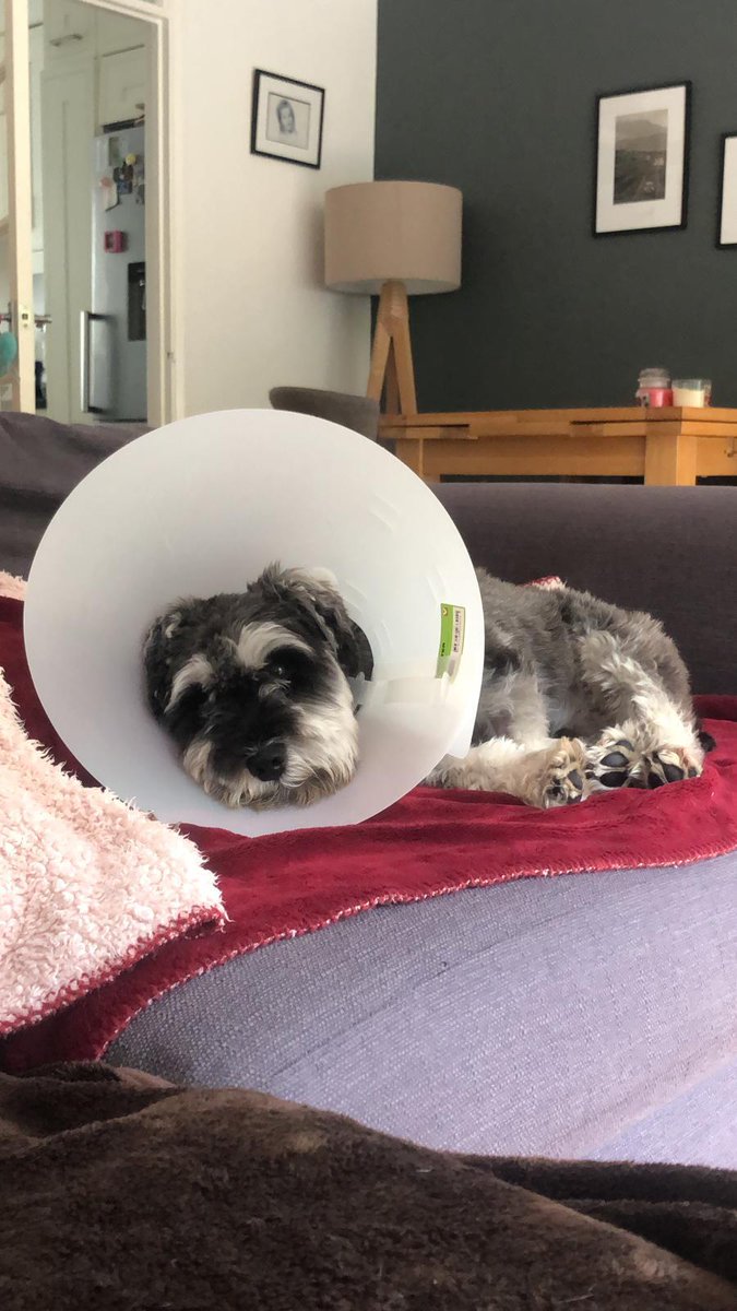 RachelMcPatrick's tweet photo. Accident prone #poorWinston https://t.co/RWL76BKfXD