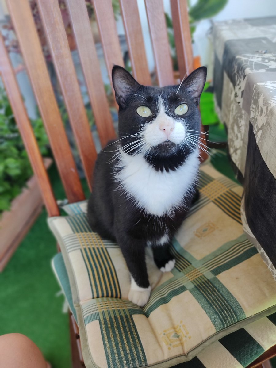 Julietapasader1's tweet photo. Por favor necesito que Twitter haga magia, mi gata Salem castrada, sale todas las noches y vuelve de madrugada, pero desde el viernes por la noche no ha vuelto y ya es raro. Es en la zona de campo de golf de Torremolinos. Mi tlf 605282641. Es sociable, gracias de💜
#Torremolinos https://t.co/Yw423dUOne