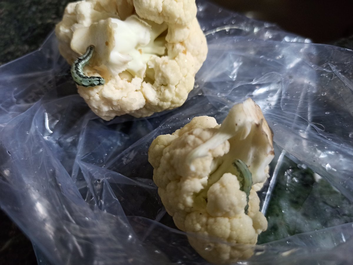 Shawnathawn's tweet photo. .@amazonIN @BigBazaar is this the quality standards maintained in a time like this? Needs serious attention! #amazonprime #bigbazaar #food #foodwaste https://t.co/9DORKxmIoj