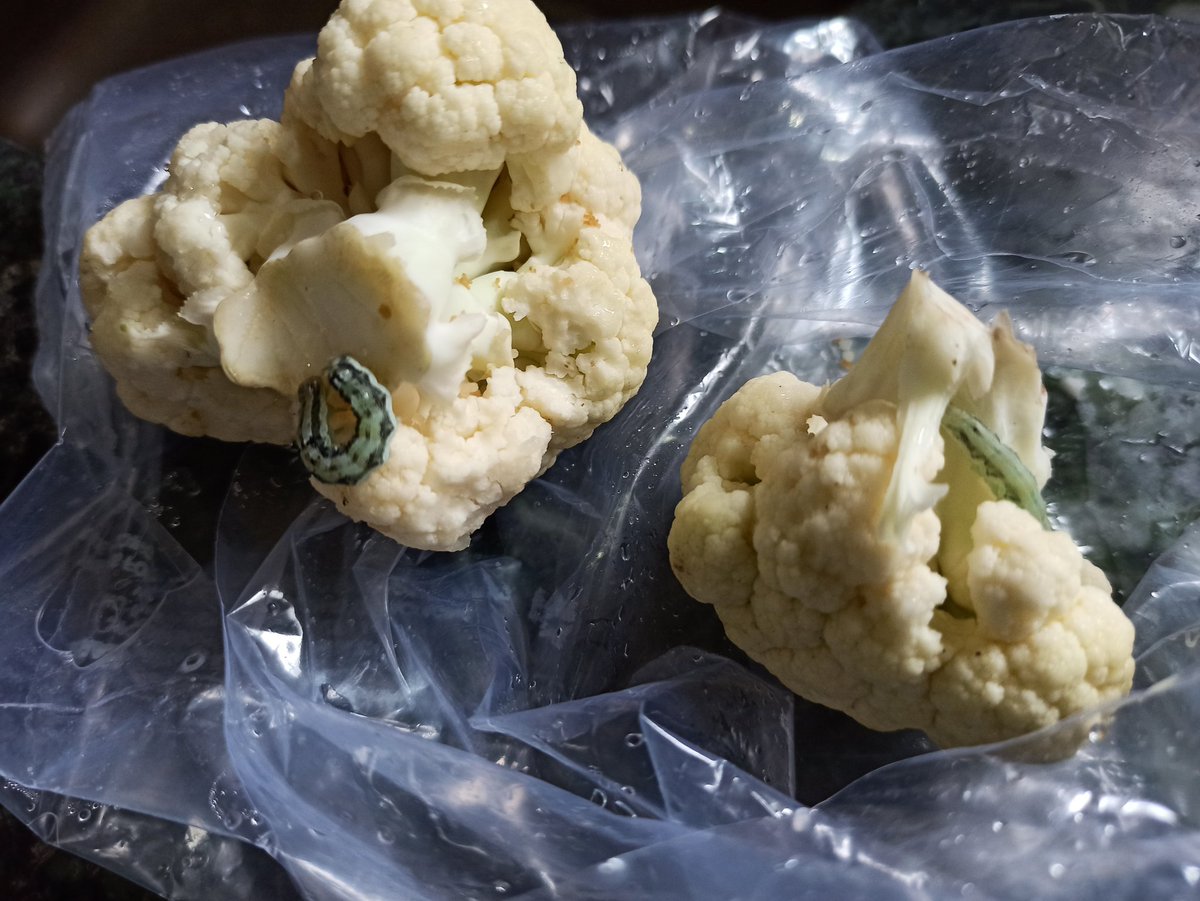 Shawnathawn's tweet photo. .@amazonIN @BigBazaar is this the quality standards maintained in a time like this? Needs serious attention! #amazonprime #bigbazaar #food #foodwaste https://t.co/9DORKxmIoj