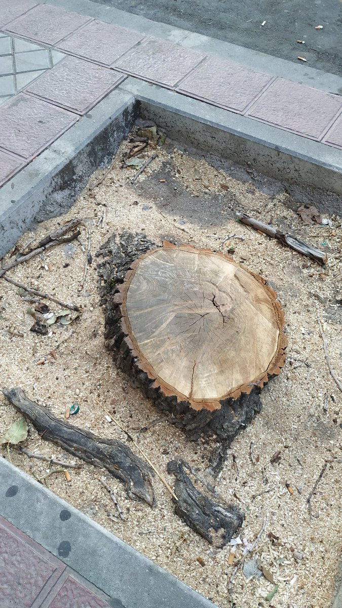 arribalasramas's tweet photo. #OtraVidaEsPosibleRadio3
Con las etiquetas o hashtag #45Grados
#oladecalor
#freirhuevos 
#requiemforhumanity
Pongamos fotos de árboles talados y tocones para recordar la sombra y el fresquito que generan. 
Que se enteren de una vez de la importancia de los árboles para refrescar https://t.co/SzCrTnf11x