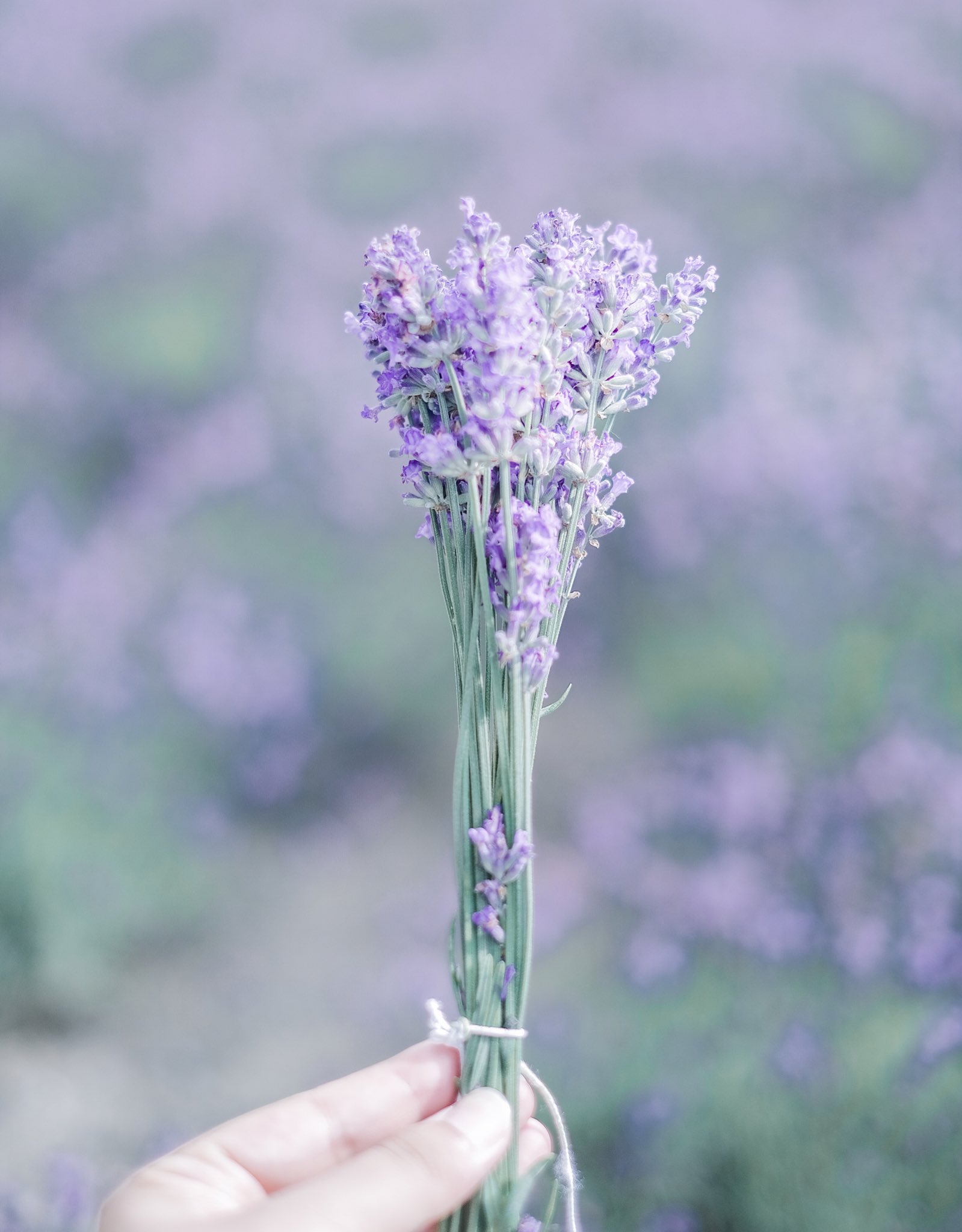 Mei あなたを待っています その花に 託す言葉は夏への想い T Co Musasjycxj Twitter