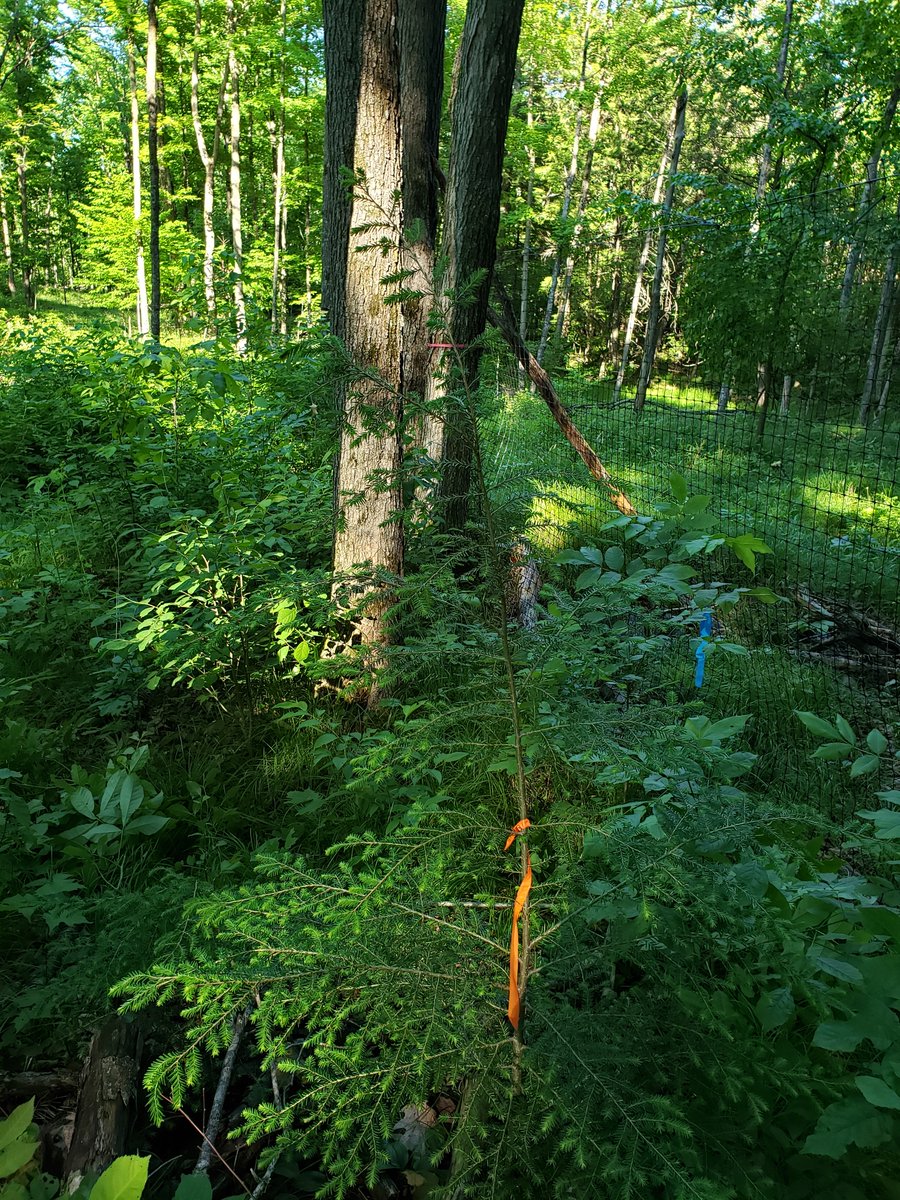 germaniatimber's tweet photo. Evidence of long-term #Whitetail deer damage to #CentralWisconsin forests: Here is a 6 ft Canadian #hemlock tree (orange ribbon) in a 4-yr #exclosure fence. Saplings this big have not been seen outside fences in the last half century. Diverse trees inside, grass outside. @WDNR https://t.co/xFxr8jnFS8