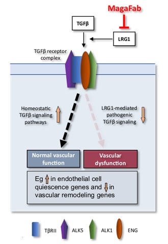 goldie_oz's tweet photo. Development of a therapeutic antibody &amp; Fab fragment targeting LRG1 (an orthogonal pathway to the anti-VEGFs) in wet AMD: @biorxivpreprint today from @stephenemoss &amp; @greenwoodjohn @ucl https://t.co/uAMF3cyHoY cc @ucltf @UCL_Business @UCLEnterprise @UCLeye @UCLBrainScience https://t.co/MYq8eA542n