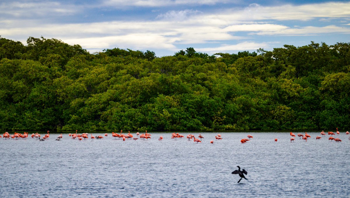 Laguna de Las Peonías,  Maracaibo Estado Zulia, Venezuela.