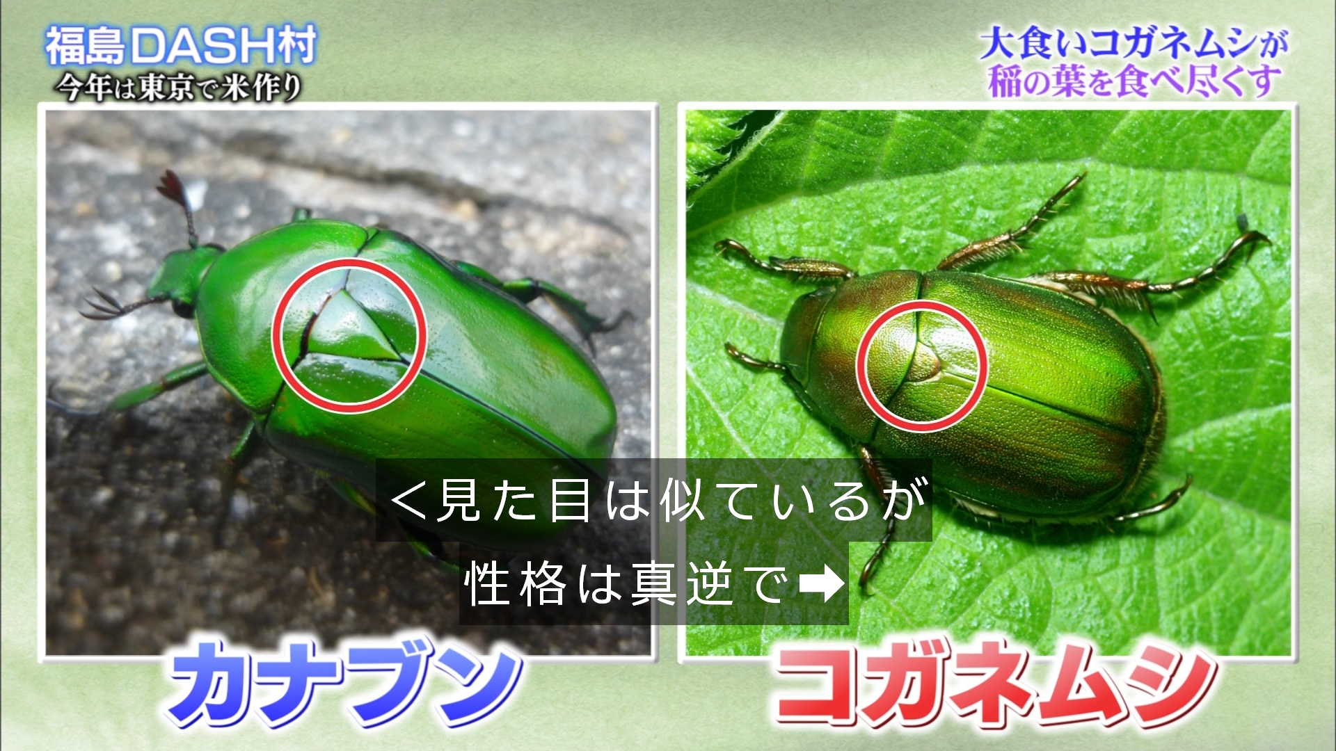 ゆくブラっ カナブンとコガネムシ 見た目は似ても中身は違う 鉄腕dash T Co Ytn6gdxjif Twitter