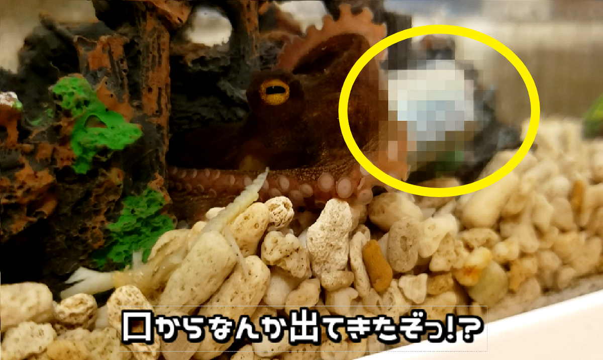 JESMR_FISHING's tweet photo. https://t.co/eqEM6I46RY
#アクアリウム #タコ釣り #拡散希望️ 
新動画アップ完了しました☆
足のキズついたタコくんと新レギュラーのマダイちゃんコンビでやってます♪
これからもあたたかく応援よろしくお願いします( ´  ･ ω ･ `)و https://t.co/oLlWMigJZe