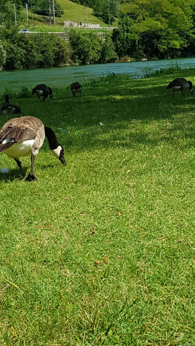CristinaRod86's tweet photo. #anatre #duck #spiaggetta #summer @PicnewProfile #brenta #fiume #estate2020 #relax #ariasana #sun #montagne #me https://t.co/9zEQLApM5l