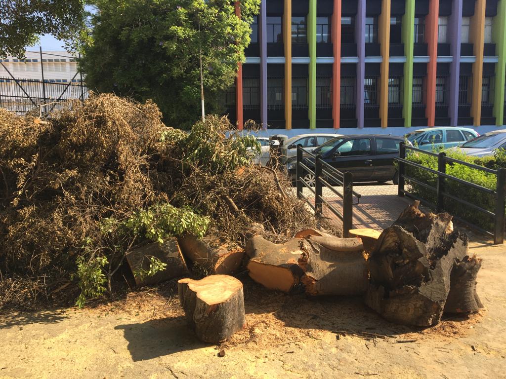 MCMartinOrtiz's tweet photo. Vecinos del Campus de El Ejido nos  trasladan su preocupacion por la suciedad y dejadez del parque. Hace unos dias una 
vecina tuvo que ser traslada al hospital por la caida de una rama de un arbol. Pedimos al equipo de gobierno su mantenimiento https://t.co/Tn1sDKB9u8