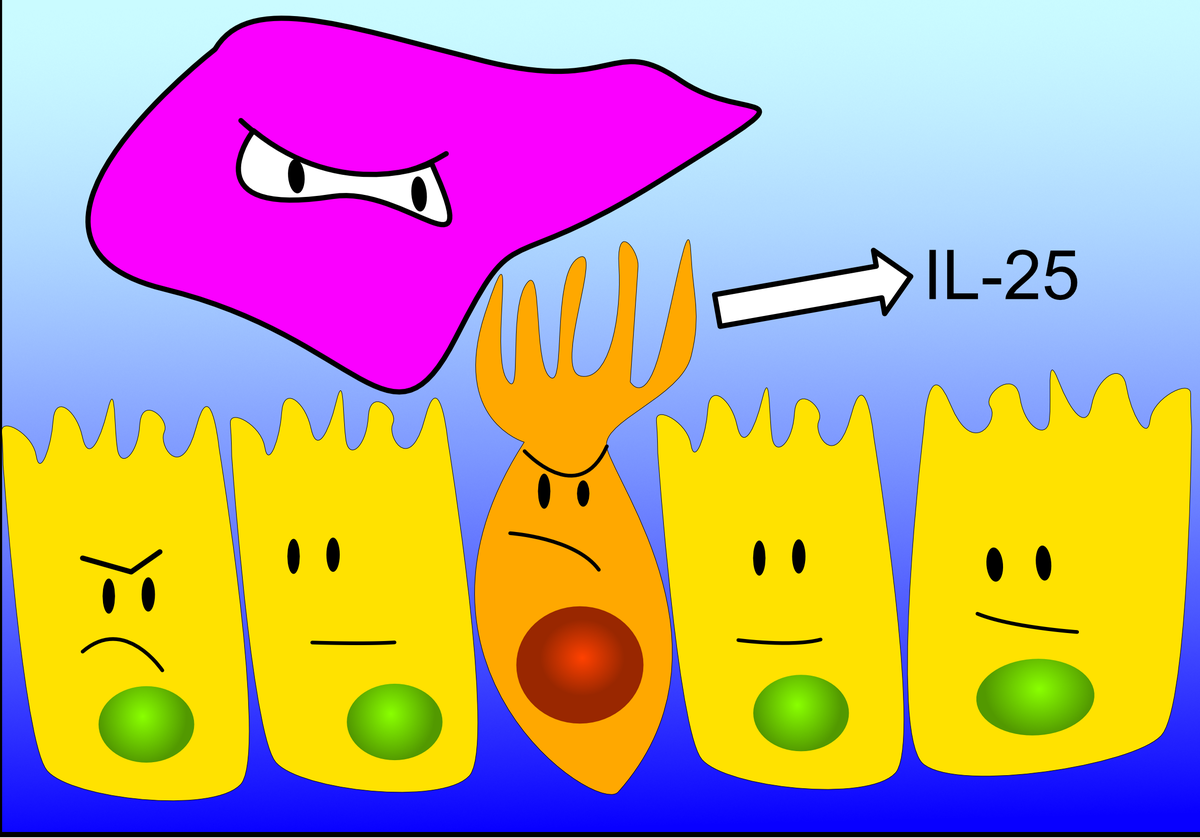 Recent studies in parasitic infections and experiments with thymic tuft cells suggest that tuft cells work detect inflammation and react modulating it.