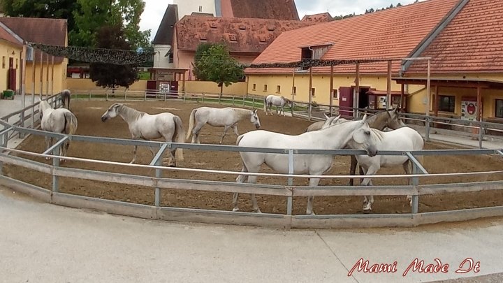 mamimadeit's tweet photo. Lipizzanergestüt #Piber - #Lipizzaner Stud Farm Piber #austria #steiermark #pferd #horse #fohlen #foal #blog #travel #ausflug + https://t.co/q627owUOrF https://t.co/FWys43rz58