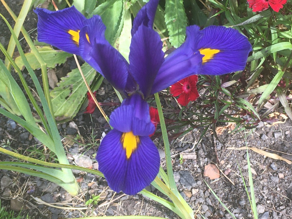 EricWinterPhoto's tweet photo. A little colour to brighten up lockdown #inthegarden #dutchiris https://t.co/Hc19GIiiTH