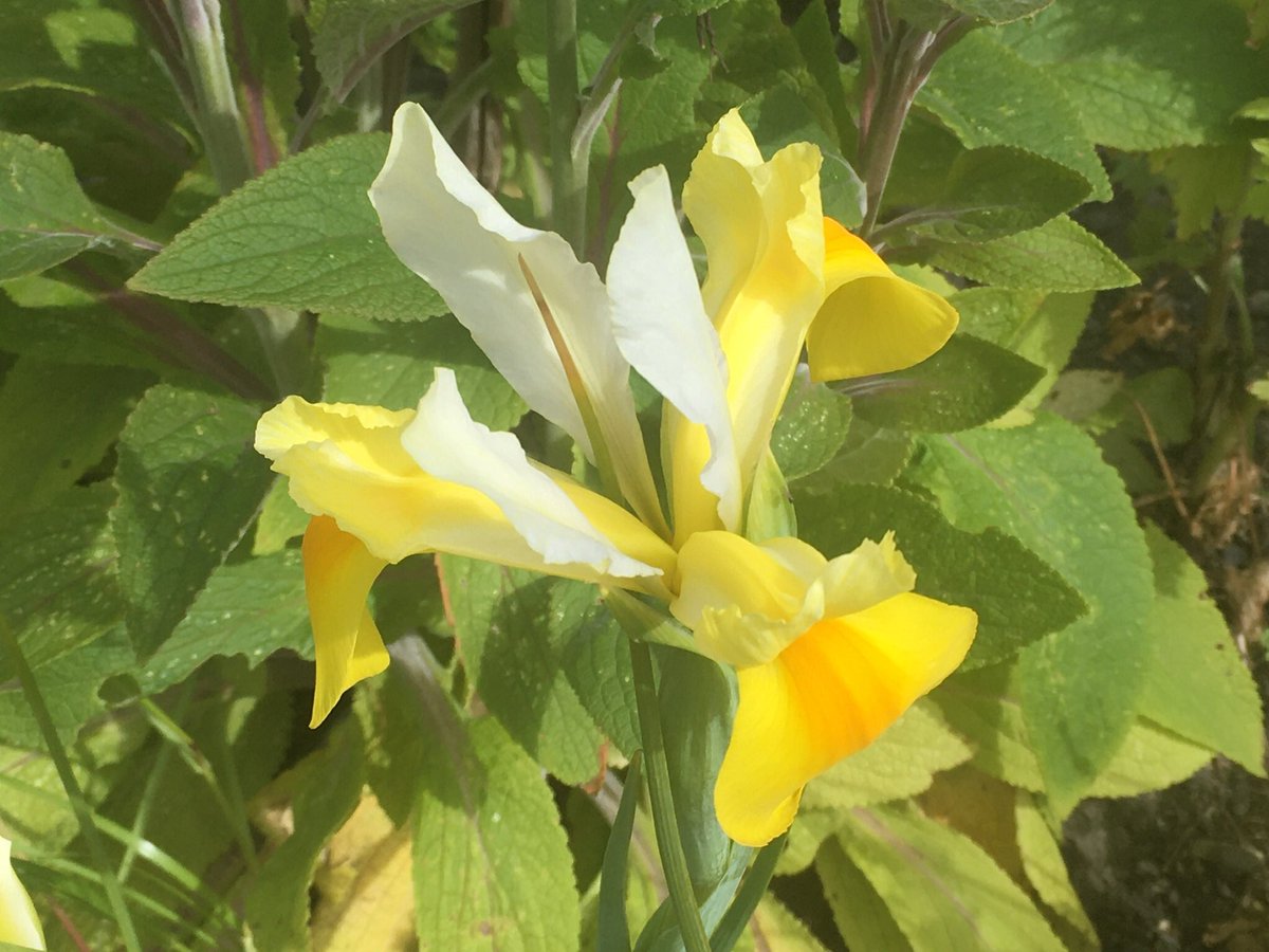 EricWinterPhoto's tweet photo. A little colour to brighten up lockdown #inthegarden #dutchiris https://t.co/Hc19GIiiTH