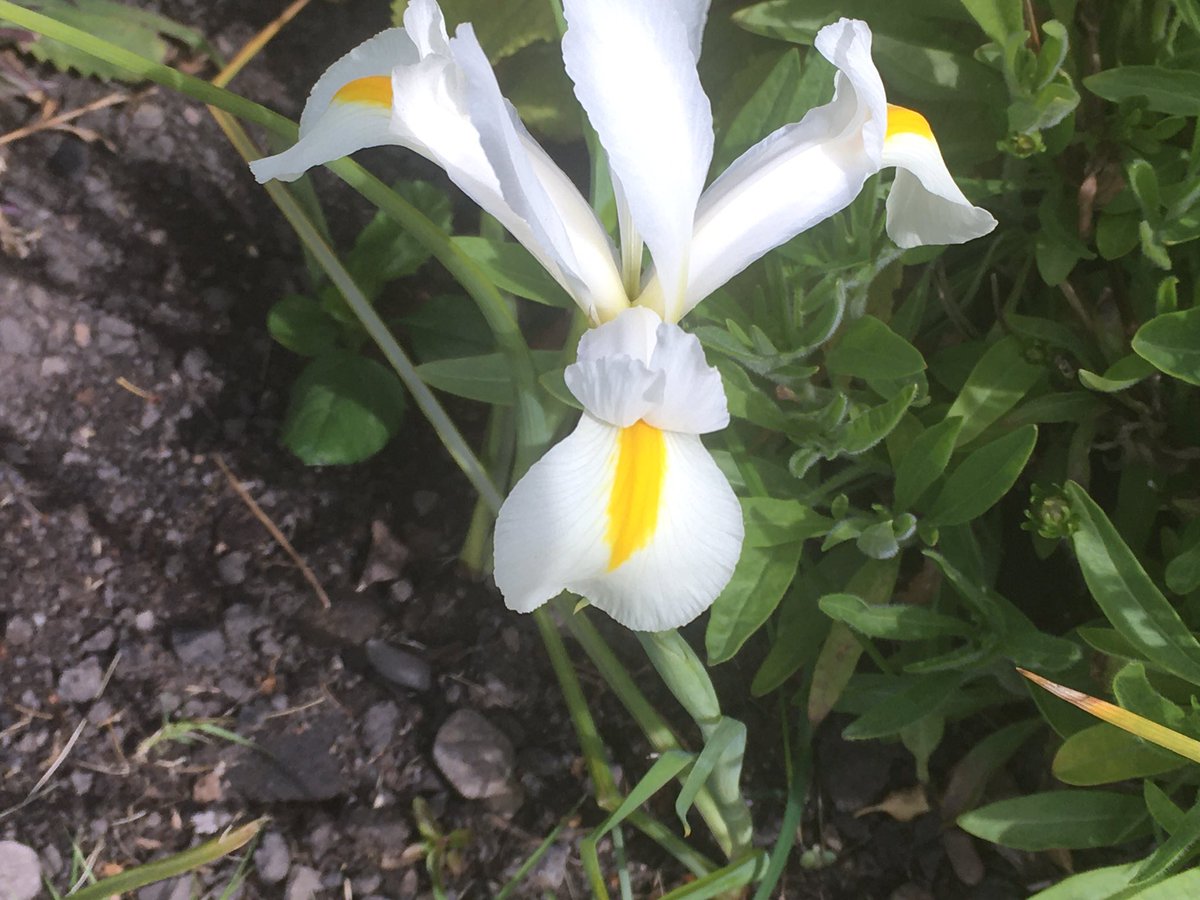 EricWinterPhoto's tweet photo. A little colour to brighten up lockdown #inthegarden #dutchiris https://t.co/Hc19GIiiTH