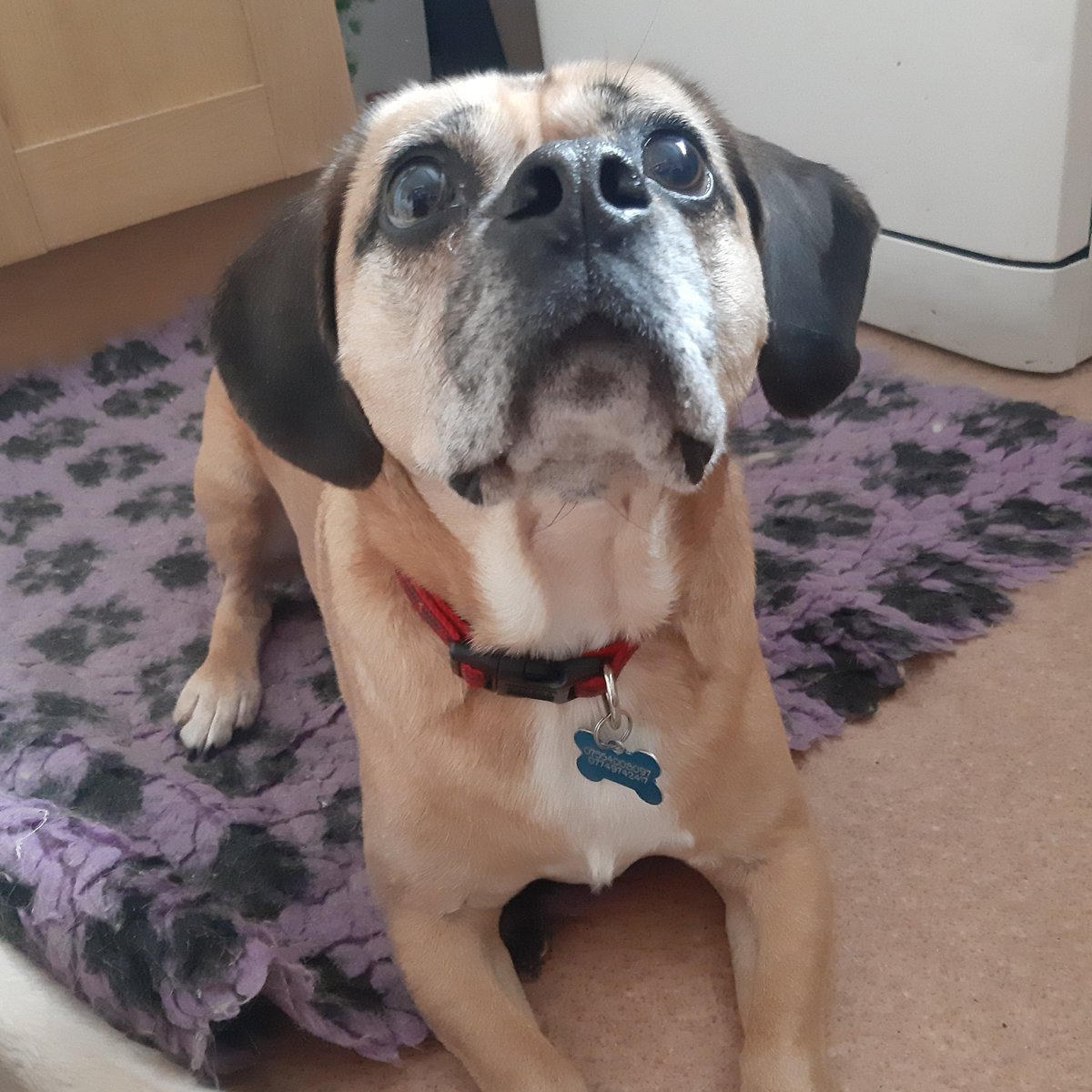 PittvillePets's tweet photo. It's #NationalDogPhotographyDay! Tag us in your favourite recent dog photo, or add in the comments!
#DogsOfTwitter #Dogs #DogsOfCheltenham https://t.co/5P6fRlbiWI