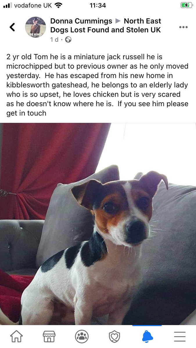 LisaLisaw1's tweet photo. Please RT #FindTom #JackRussellTerrier #Missing #Kibblesworth #Gateshead #NorthEast Friday 24.07.20 All details on his poster and DogLost link https://t.co/m115fYaojy https://t.co/G8dPR7hXXs