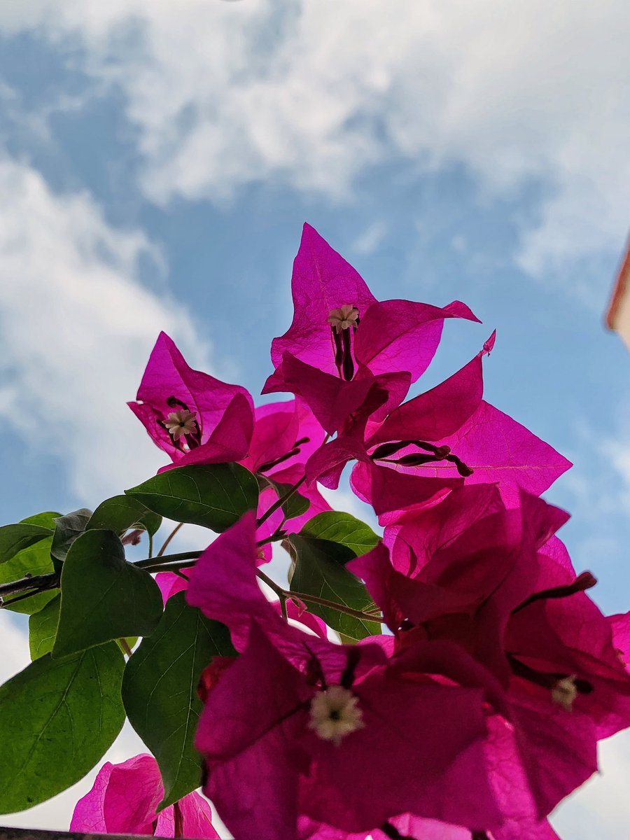 divyasaini25's tweet photo. Happy  sunday❤️
#SundayMorning #sundayvibes #purebliss #bougainvillea #mygarden #mygardenismyhappyplace https://t.co/lS9fYtCqpm