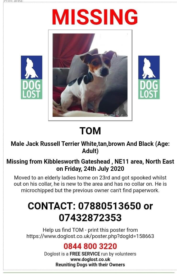 LisaLisaw1's tweet photo. Please RT #FindTom #JackRussellTerrier #Missing #Kibblesworth #Gateshead #NorthEast Friday 24.07.20 All details on his poster @RSPCA_official TY https://t.co/U4KtbfWGPP