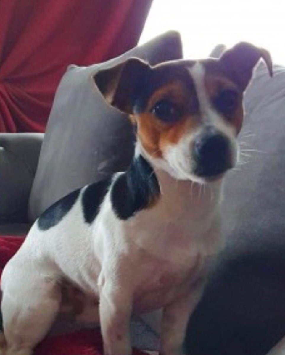 LisaLisaw1's tweet photo. @ChronicleLive Please RT #FindTom #JackRussellTerrier #Missing #Kibblesworth #Gateshead #NorthEast Friday 24.07.20 All details on his poster https://t.co/io3386hjE4