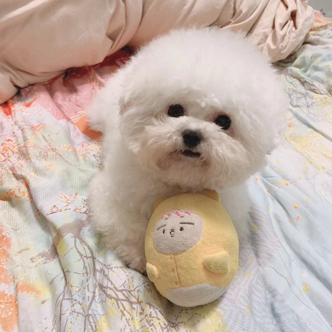 cmsunxi's tweet photo. #브이동물 #브이펫 #Vanimal
내 귀염둥이들ㅋㅋ⁄(⁄ ⁄•⁄ω⁄•⁄ ⁄)⁄ https://t.co/Wd0E587ICj