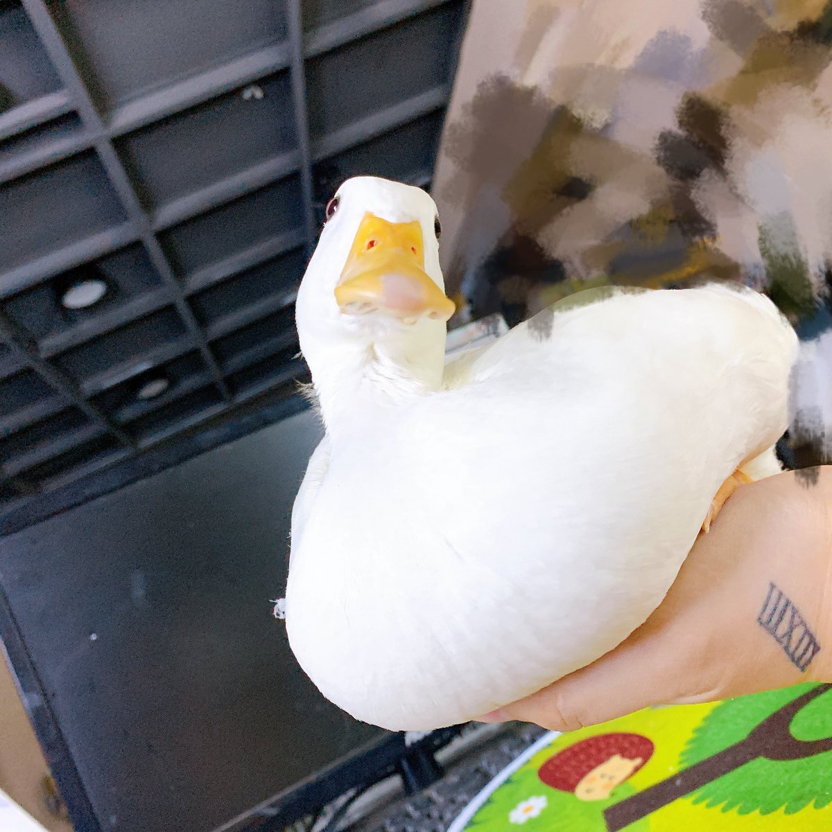 cmsunxi's tweet photo. #브이동물 #브이펫 #Vanimal
내 귀염둥이들ㅋㅋ⁄(⁄ ⁄•⁄ω⁄•⁄ ⁄)⁄ https://t.co/Wd0E587ICj