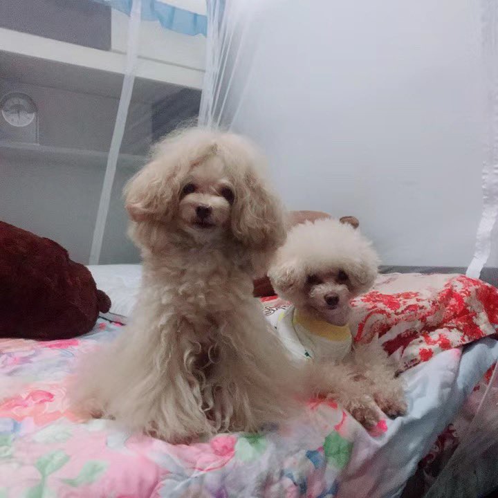 cmsunxi's tweet photo. #브이동물 #브이펫 #Vanimal
내 귀염둥이들ㅋㅋ⁄(⁄ ⁄•⁄ω⁄•⁄ ⁄)⁄ https://t.co/Wd0E587ICj