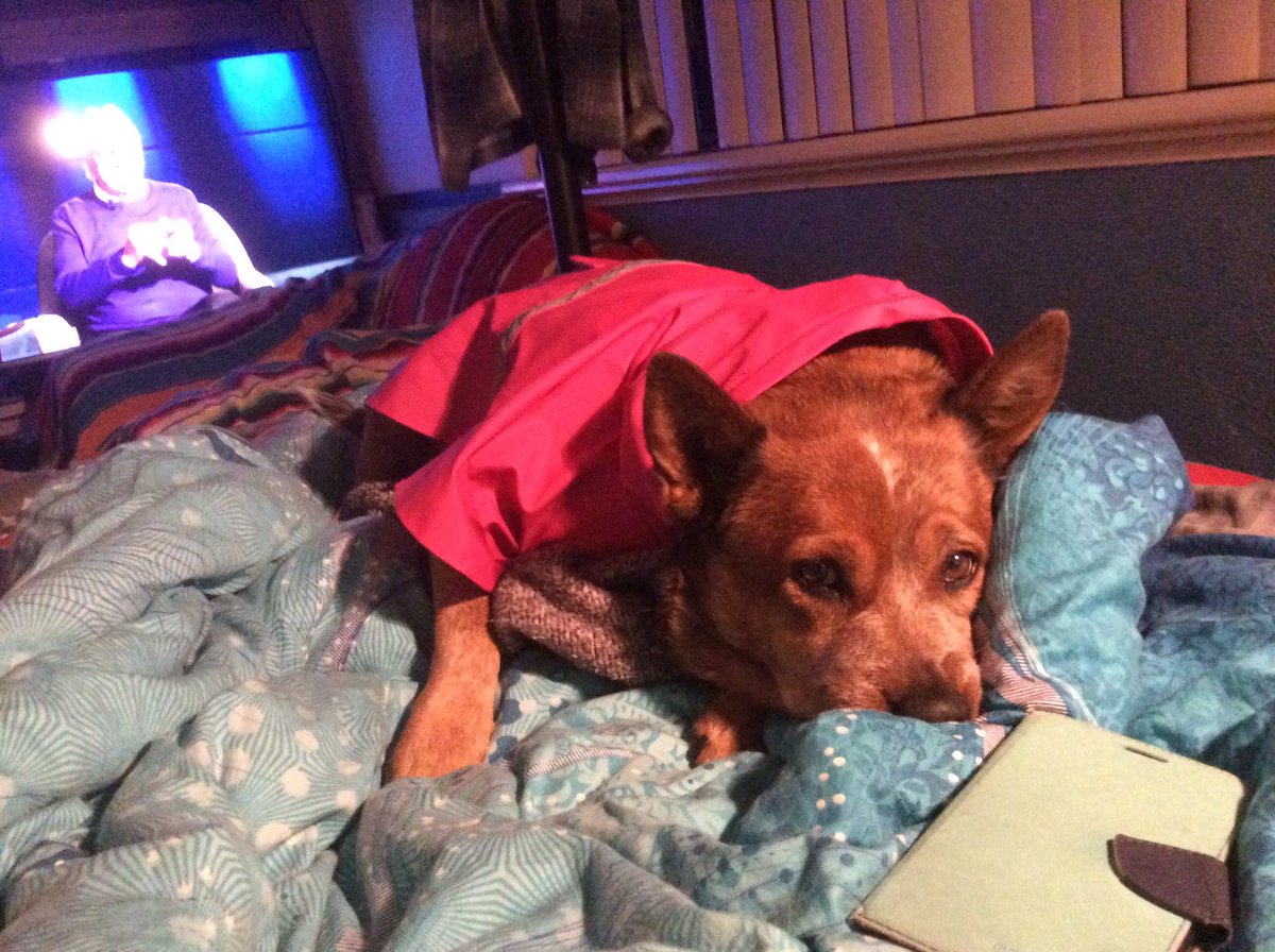 spilsbury_orama's tweet photo. @ChiweenieD @WaywardWinifred @KansasBrian @VoteVick2020 Phew Ruby was feeling left out. #Mutts4Mike Ruby's in too🐶 https://t.co/z6HJMuLysL