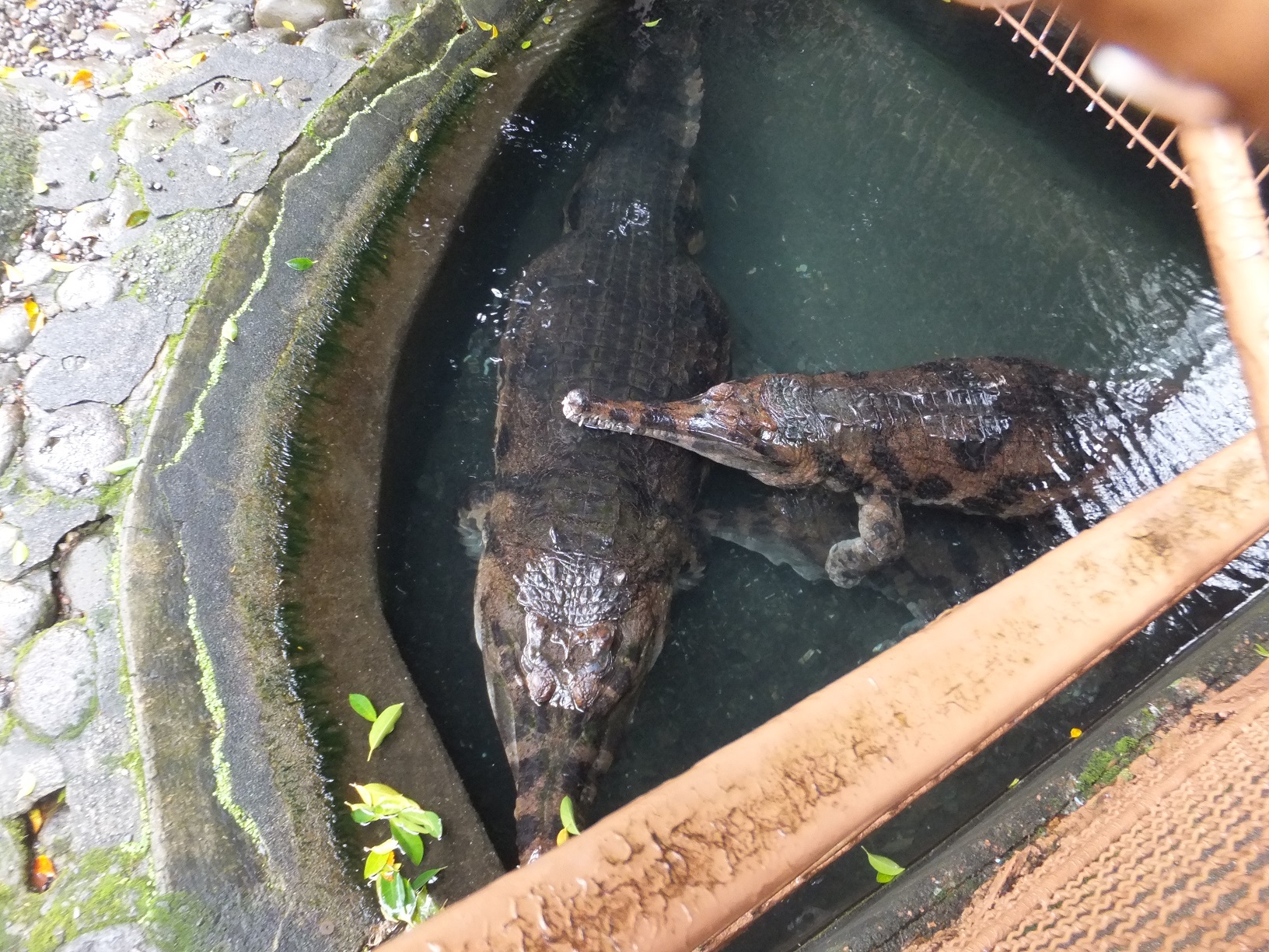 聖グロ副隊長 園最大の巨大マレーガビアル 全長4 5m 上野動物園は今は小さい展示場にいるけどどうするのかなぁ 熱川バナナワニ園 T Co 6fkcoxrdwf Twitter