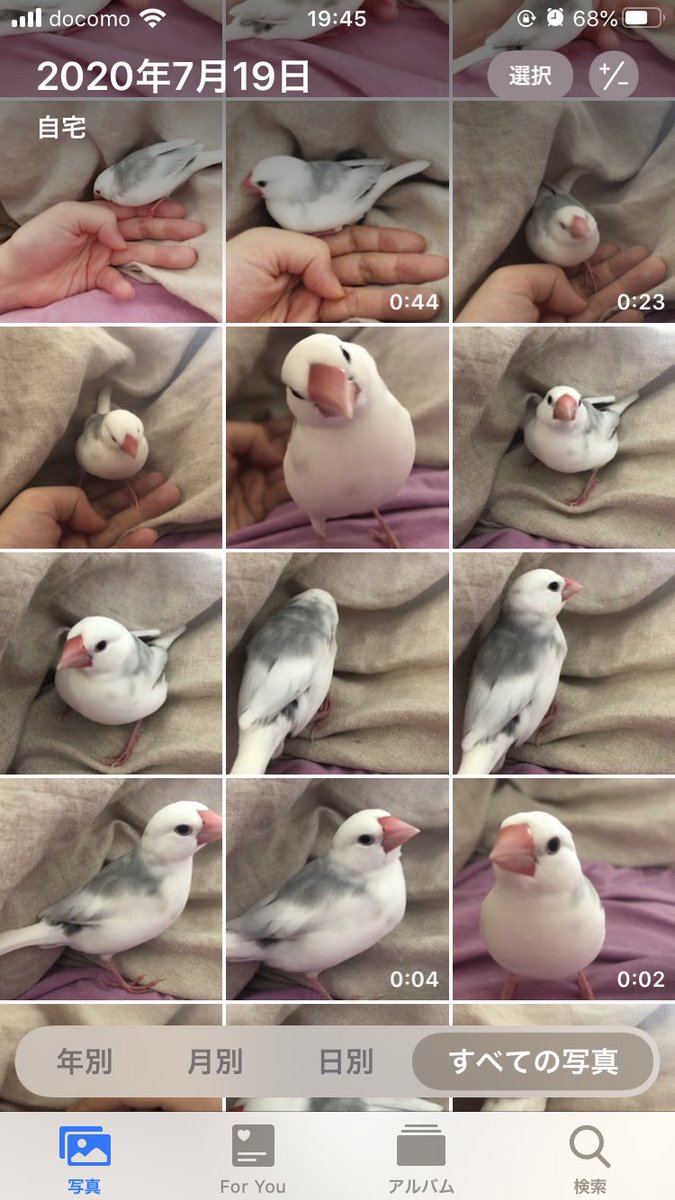 文鳥飼いあるある