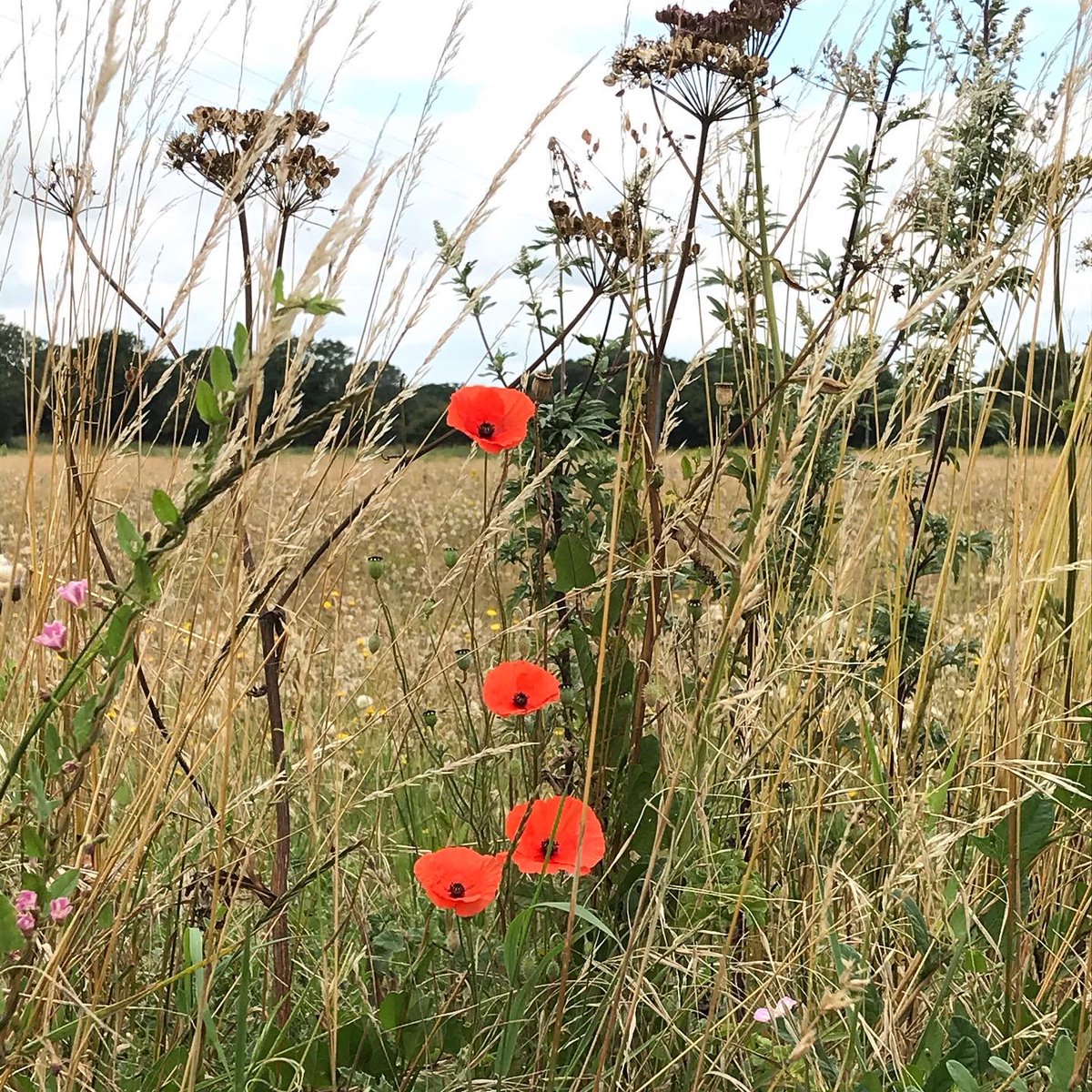 Beverley Ryan tweet media