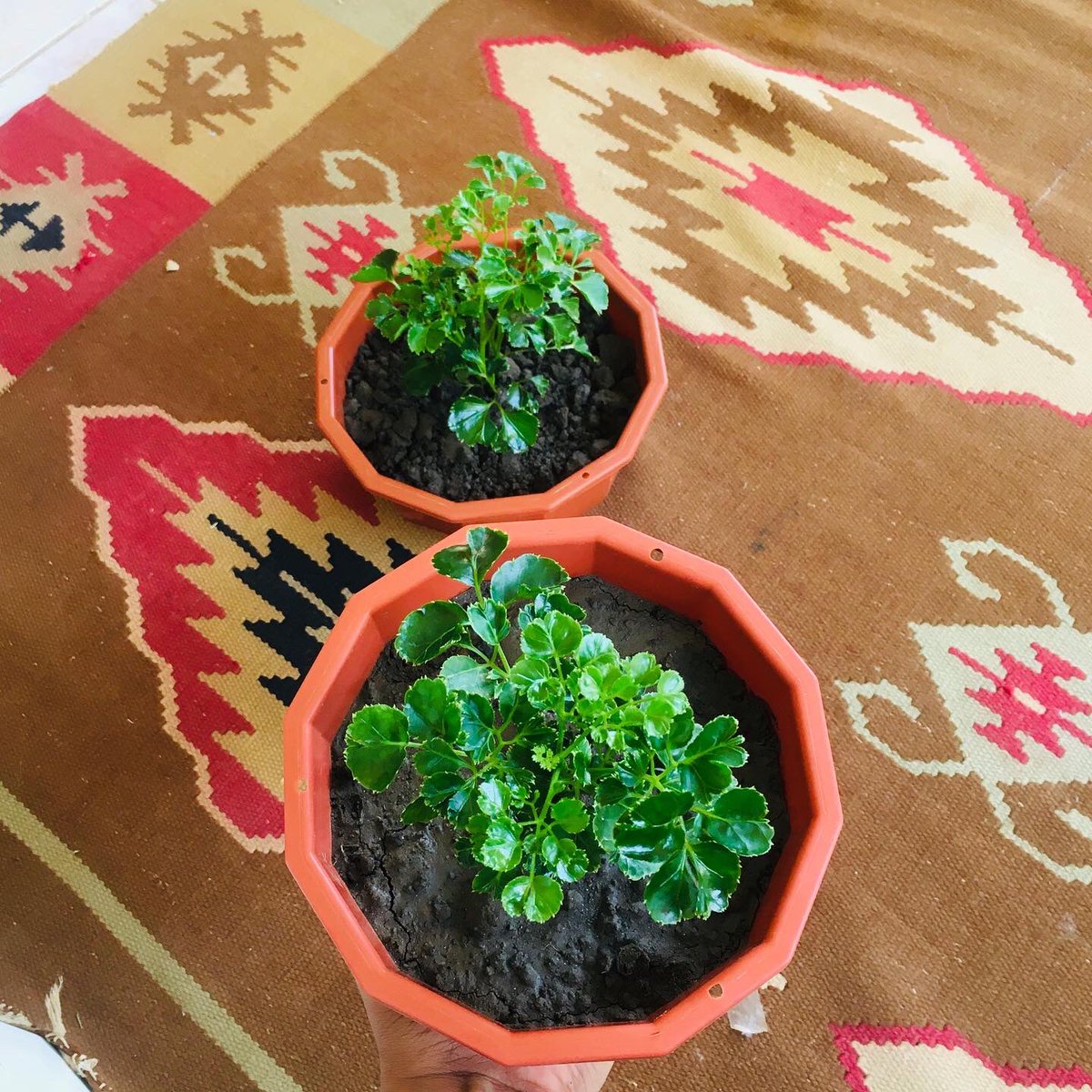 sanseveria_'s tweet photo. نبات البنكس 🍀
نبات داخلي ✨
.
.
اصيص دائري 
مقاس صغير / كبير ✨
.
للاستفسار DM https://t.co/5jSnOet09O