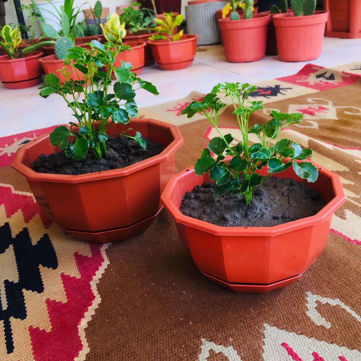 sanseveria_'s tweet photo. نبات البنكس 🍀
نبات داخلي ✨
.
.
اصيص دائري 
مقاس صغير / كبير ✨
.
للاستفسار DM https://t.co/5jSnOet09O