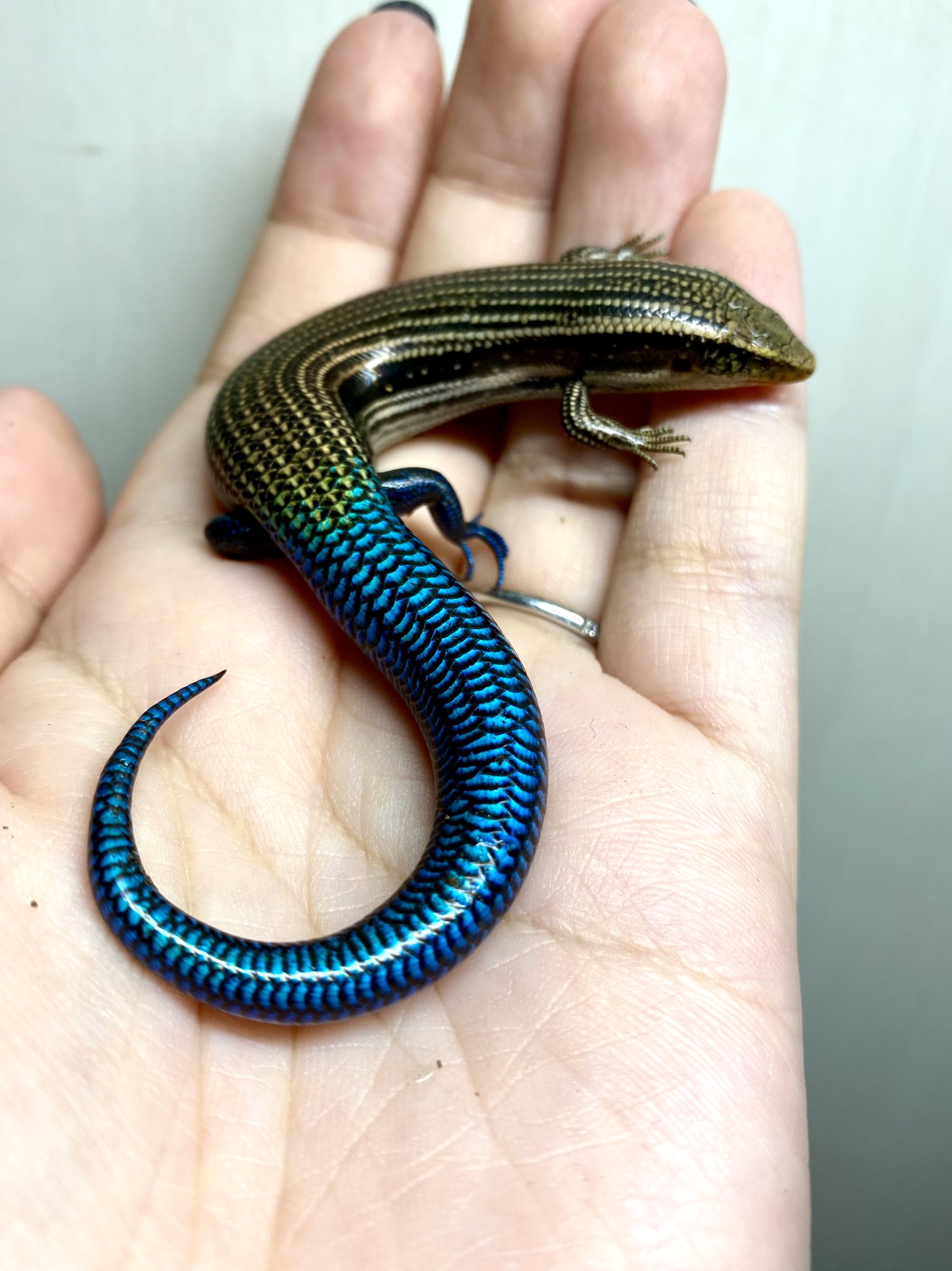 よこし בטוויטר バズってるので宣伝 ではないけど ニホントカゲと思わせぶりなこの子たちは グランカナリアカラカネトカゲという外国のトカゲです ニホントカゲは成体になると尻尾の青色がなくなってしまいますが グランカナリアカラカネトカゲは成体になっ