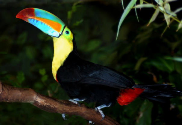 二度見するほど美しい生き物 on X: 