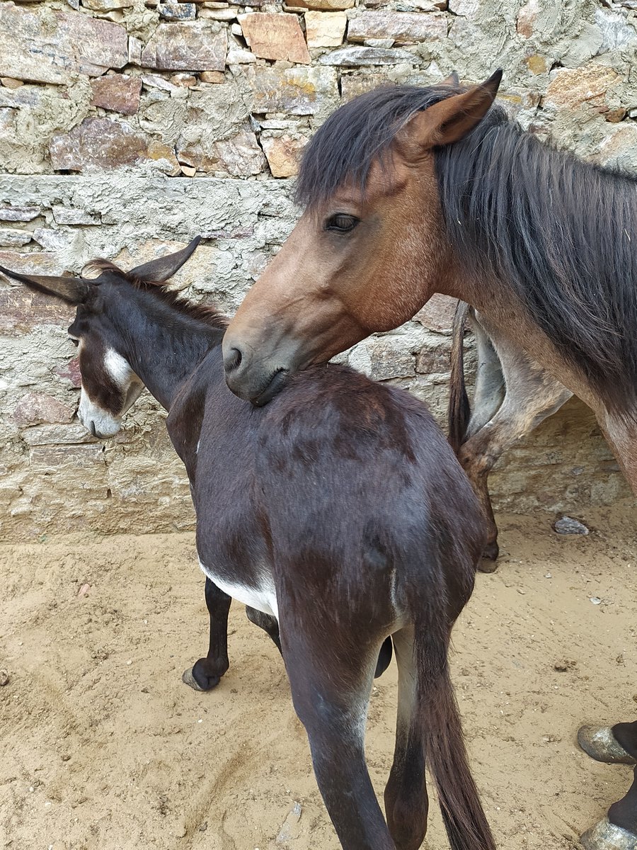TOLFAcharity's tweet photo. LEAN ON ME, WHEN YOU'RE NOT STRONG

"I'll be your friend, I'll help you carry on.

For, it won't be long, 'til I'm gonna need somebody to lean on..."

It's been an extremely challenging year. Reach out &amp; support eachother like Hershey &amp; Milo here.

#SpreadLove &amp; #BeKind 

#TOLFA https://t.co/JGeReTpXBn
