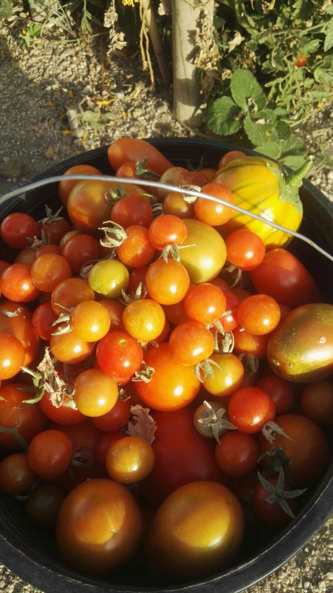 FMontemadrid's tweet photo. Plantar tomates en tu pequeño huerto o en casa es mucho más fácil de lo que parece. Aquí os dejamos algunos pasos y consejos para que os salgan a punto para comer en gazpacho o ensalada. #HuertosMontemadrid 

https://t.co/ziwlIsHFcF https://t.co/4QzKJnybRK