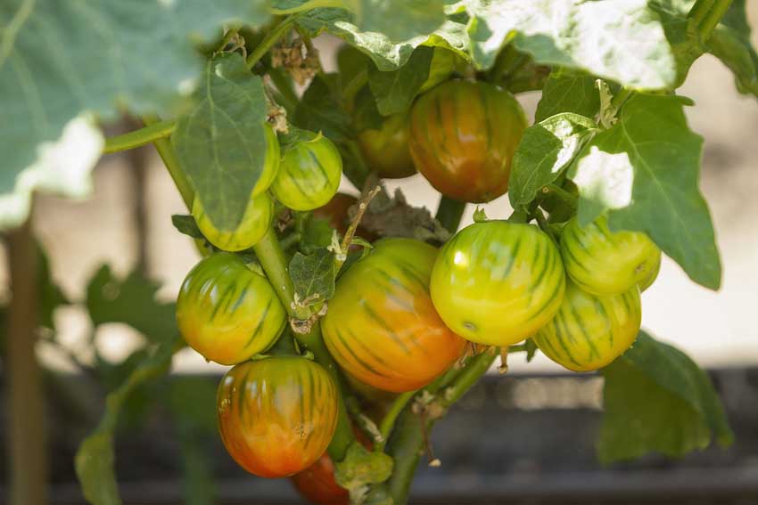 FMontemadrid's tweet photo. Plantar tomates en tu pequeño huerto o en casa es mucho más fácil de lo que parece. Aquí os dejamos algunos pasos y consejos para que os salgan a punto para comer en gazpacho o ensalada. #HuertosMontemadrid 

https://t.co/ziwlIsHFcF https://t.co/4QzKJnybRK