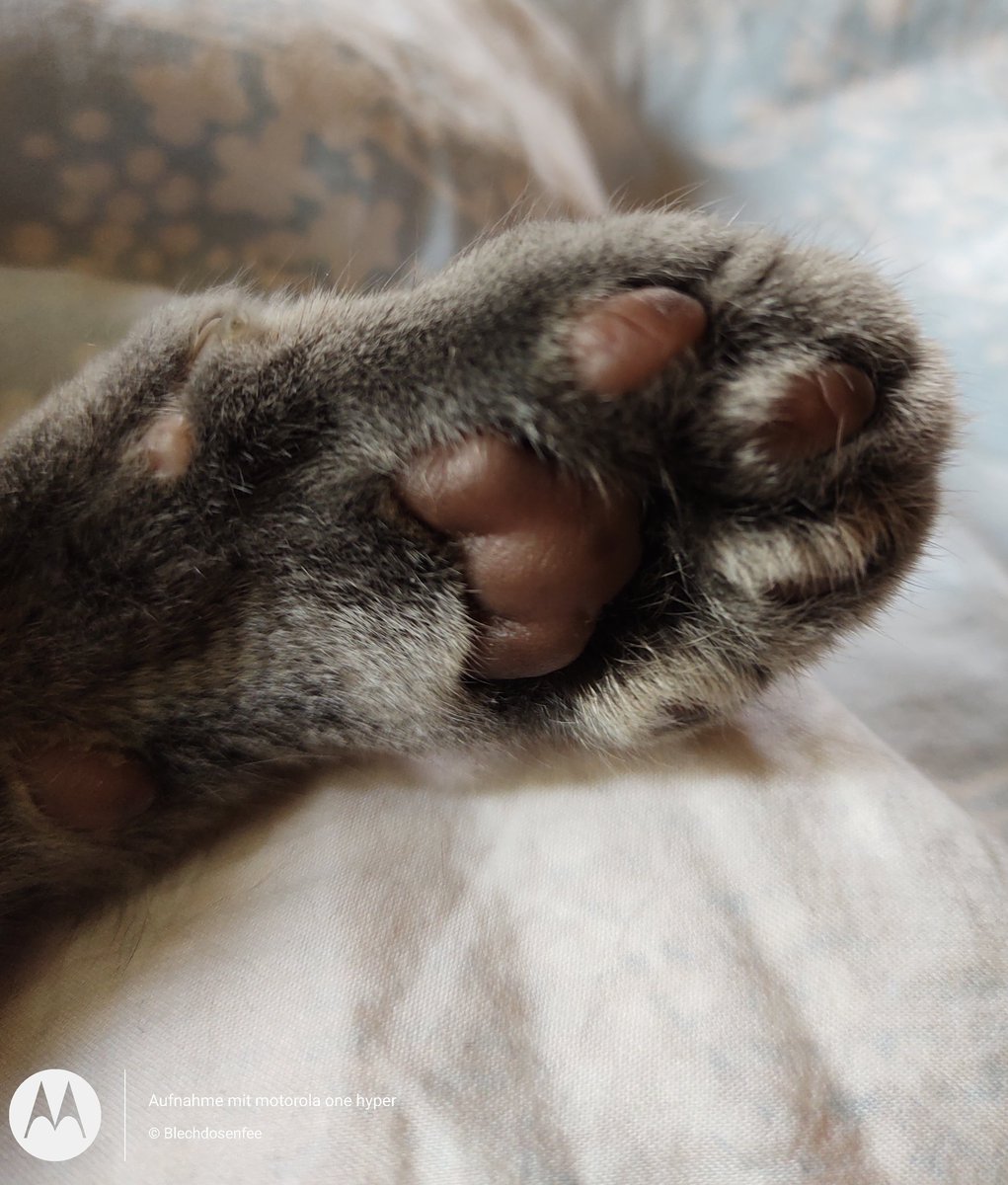 blechdosenfee's tweet photo. It's a Pawfive πΎ
#pawfive #russischblau #russianblue #kostjacat https://t.co/179HdjnTEG