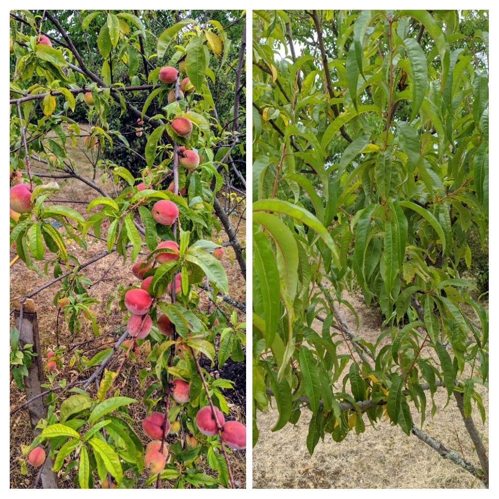 Quercy46Lot's tweet photo. Our 🍑 peach tree is clearly on strike compared to last year.... https://t.co/pOefJd8U8X