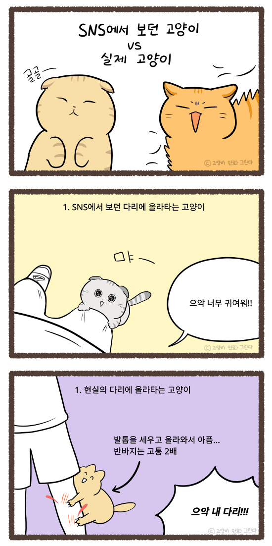 SNS에서 본 고양이와 실제 고양이 
