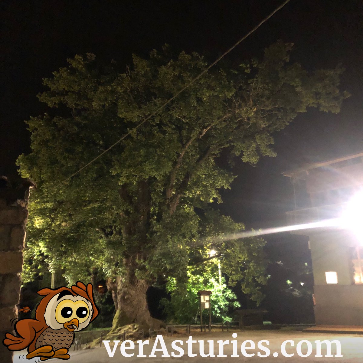 xixonaldia's tweet photo. 🌳Vista nocherniega del Carbayón de #Llavandera, declaráu monumentu natural. #Xixón #Asturies
🌳Vista nocturna del Carbayón de #Llavandera, declarado monumento natural. #Gijón #Asturias https://t.co/0fn8FhaiS8