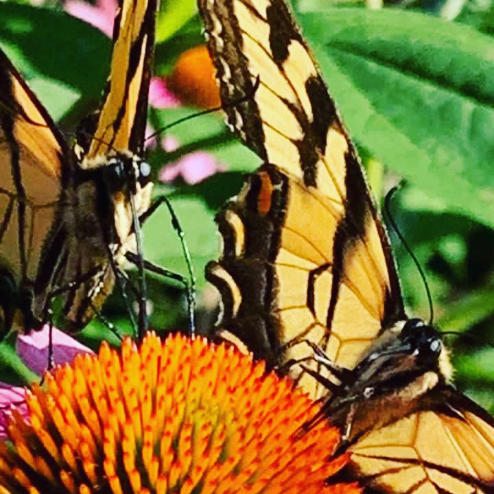 MountainPocono's tweet photo. We are flooded with beautiful butterflies all around the Poconos.  Majestical creatures.  

https://t.co/TXknnCfgMW

#poconomtnvacations #poconos #airbnb #airbnbsuperhost #poconosweekend #poconomtns #poconomountains #nepa #nature #pennsylvania #vacation #vacationrental #barrett https://t.co/segIiPHDIg