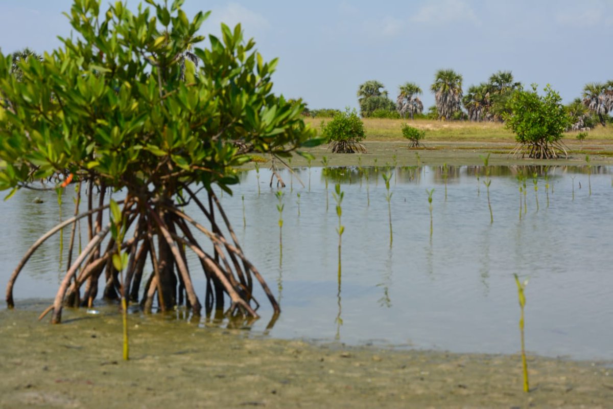 DIA MUNDIAL 🌎  DA PROTECÇÃO DOS #MANGAIS
Os #mangais 🌱 são peças fundamentais no equilíbrio do ecossistema do meio ambiente, e também como berçários para diversas espécies marinhas 🦀🐠🦑. Angola tem registado progressos na plantação e conservação dos mangais. #mangaisday #mcta