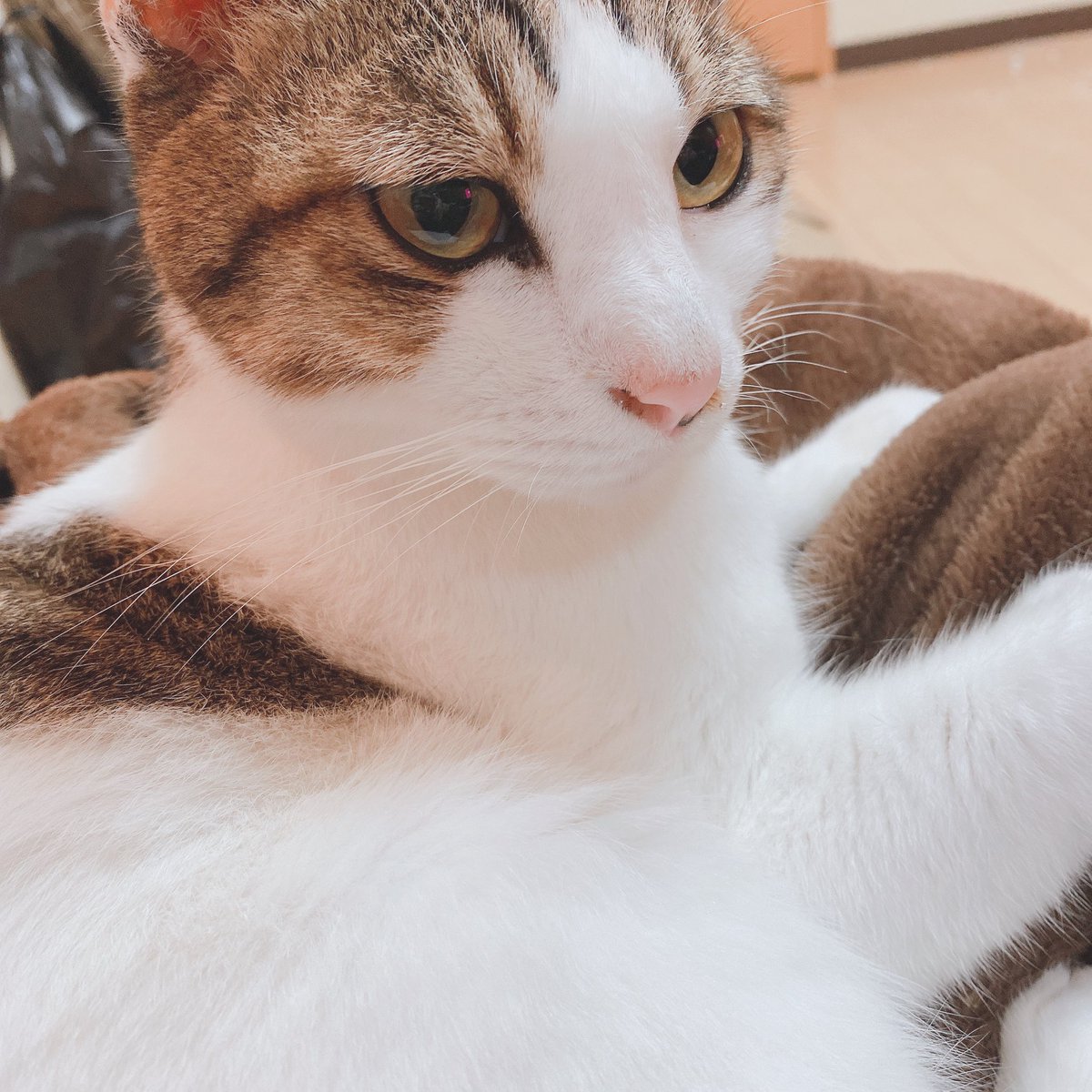 飴の森。 tweet media