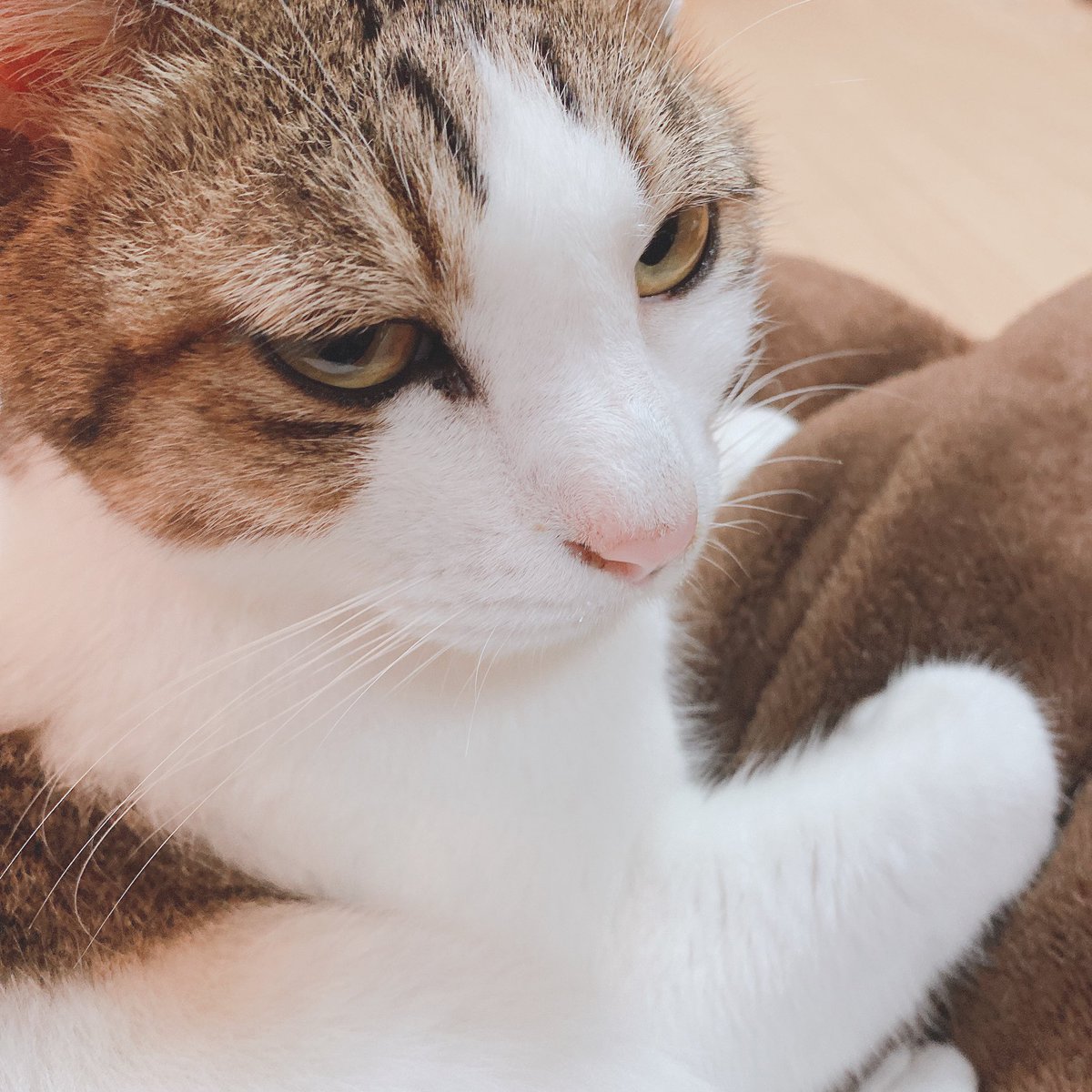 飴の森。 tweet media