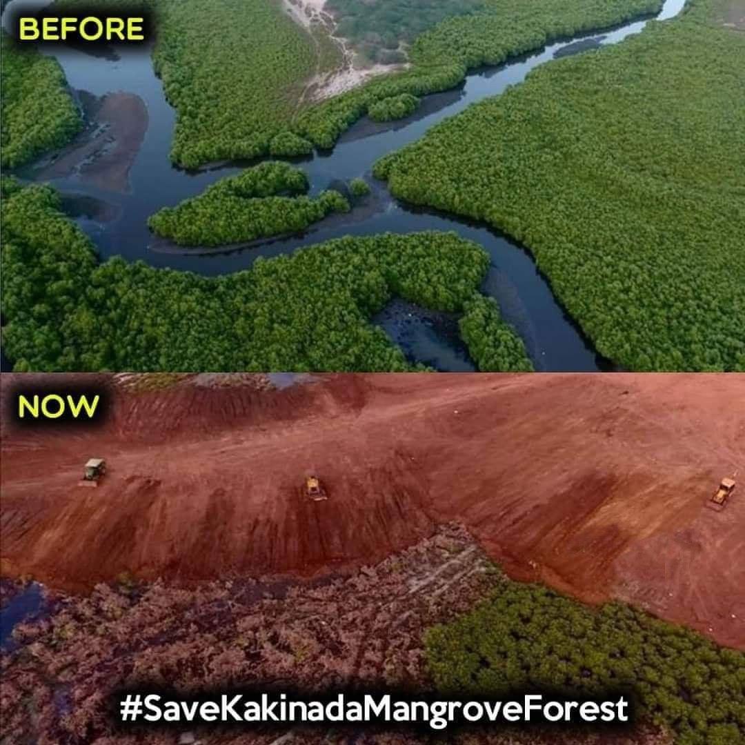 ncbn's tweet photo. On #MangroveDay, let us all pledge to protect the Mada Forests in Kakinada that have protected the region from floods and devastation since many centuries. @ysjagan is destroying them without caring for the consequences that will affect lakhs of people. https://t.co/sS6Lkq5I2j